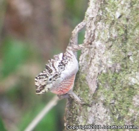 Bourgeae's Ghost Anole (Anolis lemurinus bourgeaei)