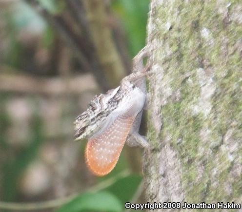 Bourgeae's Ghost Anole (Anolis lemurinus bourgeaei)