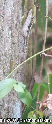 Bourgeae's Ghost Anole (Anolis lemurinus bourgeaei)