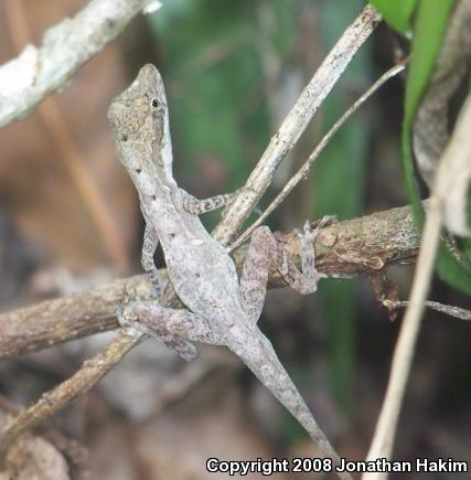 Bourgeae's Ghost Anole (Anolis lemurinus bourgeaei)