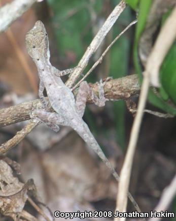 Bourgeae's Ghost Anole (Anolis lemurinus bourgeaei)