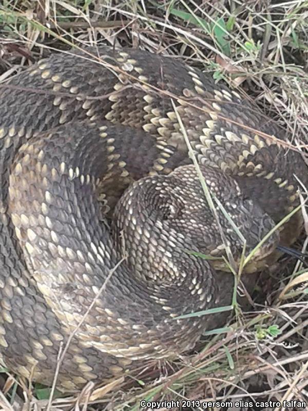 Mexican Black-tailed Rattlesnake (Crotalus molossus nigrescens)