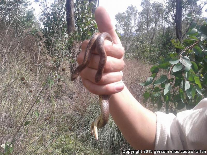 Lined Tolucan Earthsnake (Conopsis lineatus lineatus)