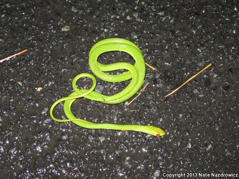 Northern Rough Greensnake (Opheodrys aestivus aestivus)