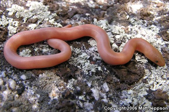 Southern Rubber Boa (Charina umbratica)