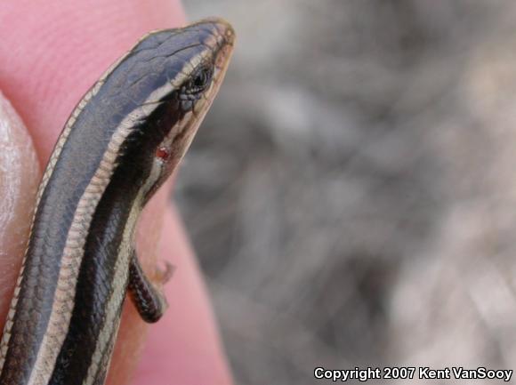 Western Skink (Plestiodon skiltonianus skiltonianus)