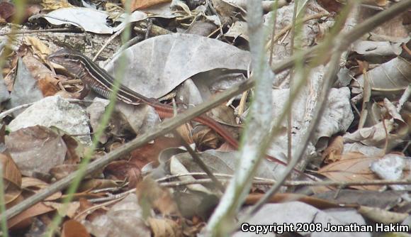 Narrowhead Yucatan Whiptail (Aspidoscelis angusticeps angusticeps)