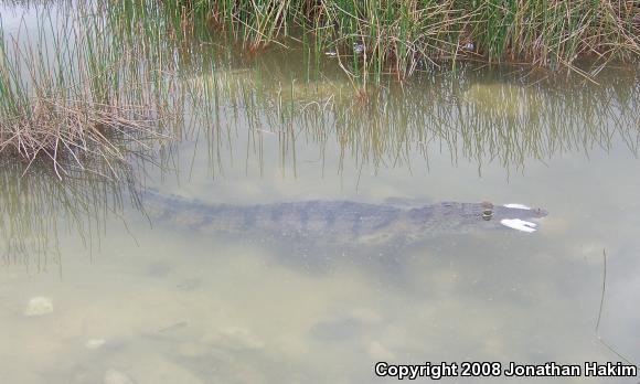 Morelet's Crocodile (Crocodylus moreletii)