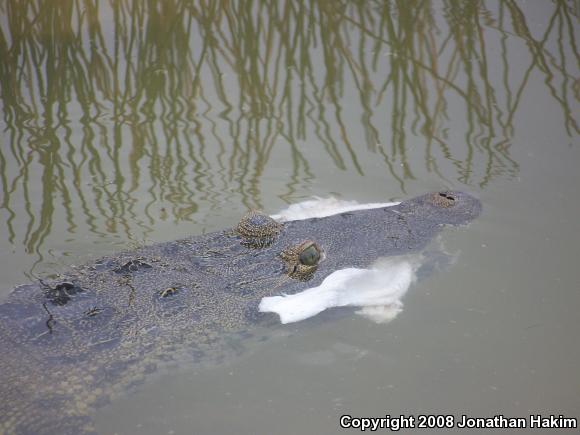 Morelet's Crocodile (Crocodylus moreletii)
