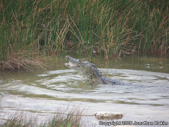 Morelet's Crocodile (Crocodylus moreletii)