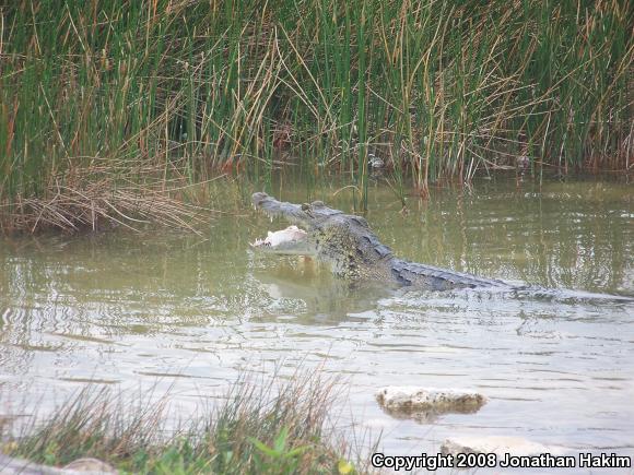 Morelet's Crocodile (Crocodylus moreletii)