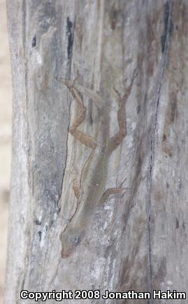 Lesser Scaly Anole (Anolis uniformis)