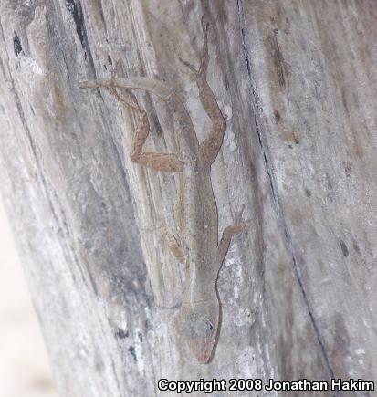 Lesser Scaly Anole (Anolis uniformis)