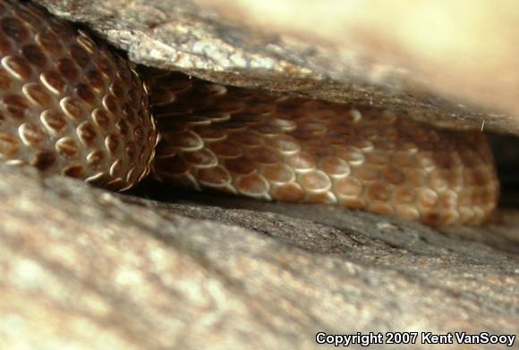 Red Diamond Rattlesnake (Crotalus ruber ruber)