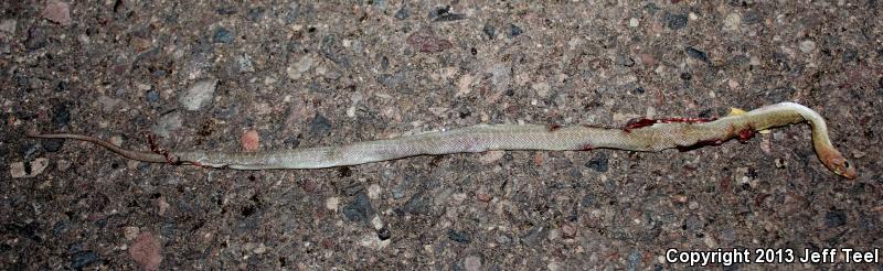 Baja California Rat Snake (Bogertophis rosaliae)