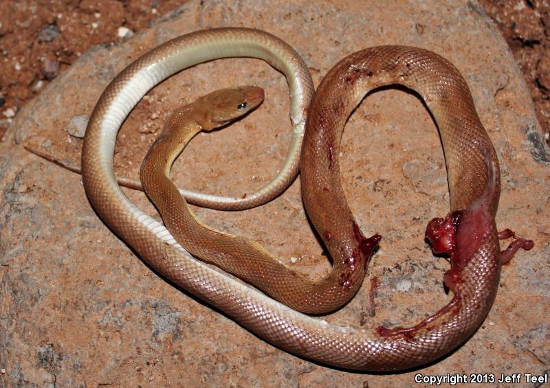 Baja California Rat Snake (Bogertophis rosaliae)