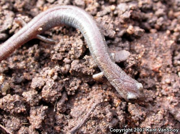 Garden Slender Salamander (Batrachoseps major)