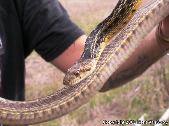 San Diego Gopher Snake (Pituophis catenifer annectens)