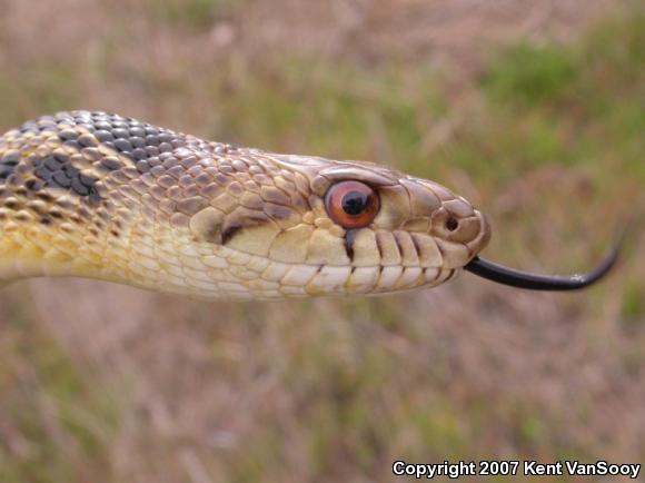 San Diego Gopher Snake (Pituophis catenifer annectens)