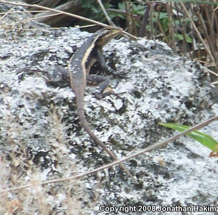 Yellow-spotted Spiny Lizard (Sceloporus chrysostictus)