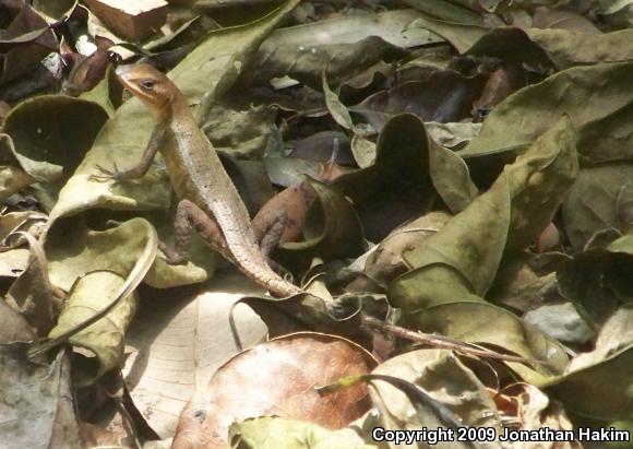 Yellow-spotted Spiny Lizard (Sceloporus chrysostictus)