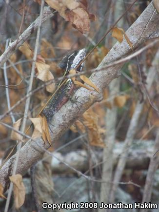 Brown Basilisk (Basiliscus vittatus)