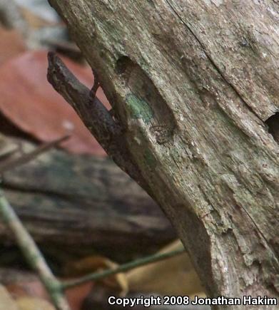 Bourgeae's Ghost Anole (Anolis lemurinus bourgeaei)