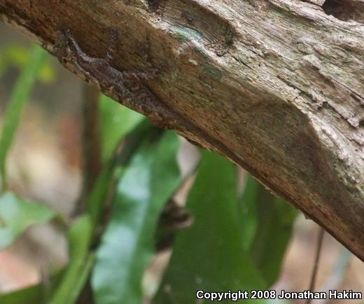 Bourgeae's Ghost Anole (Anolis lemurinus bourgeaei)