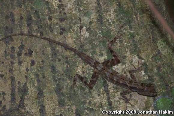 Bourgeae's Ghost Anole (Anolis lemurinus bourgeaei)