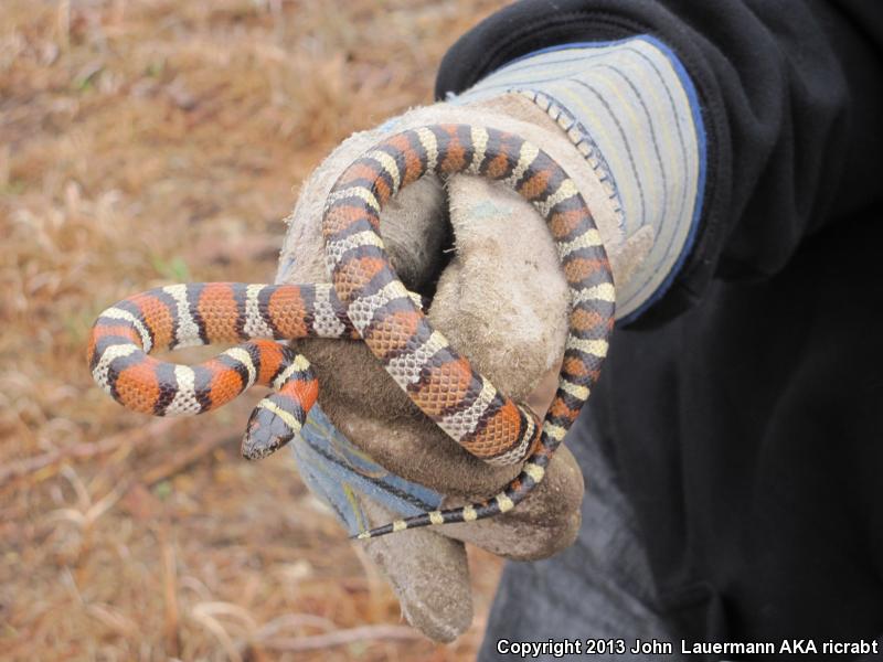 coastal plain milksnake coastal plain milksnake