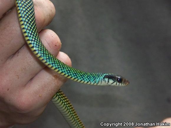 Northern Speckled Racer (Drymobius margaritiferus margaritiferus)