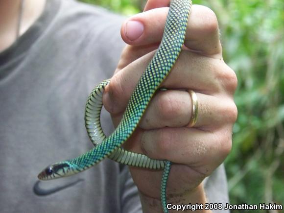 Northern Speckled Racer (Drymobius margaritiferus margaritiferus)