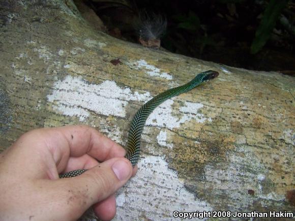 Northern Speckled Racer (Drymobius margaritiferus margaritiferus)