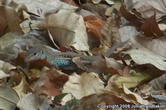 Rainbow Ameiva (Ameiva undulata)