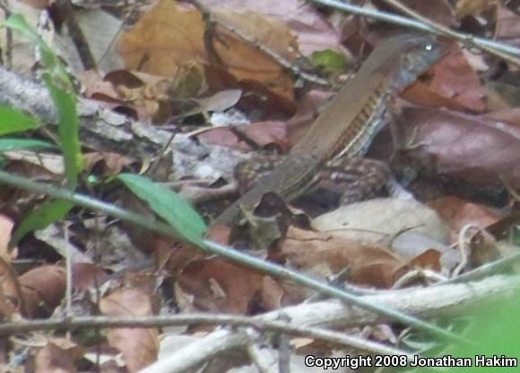 Rainbow Ameiva (Ameiva undulata)