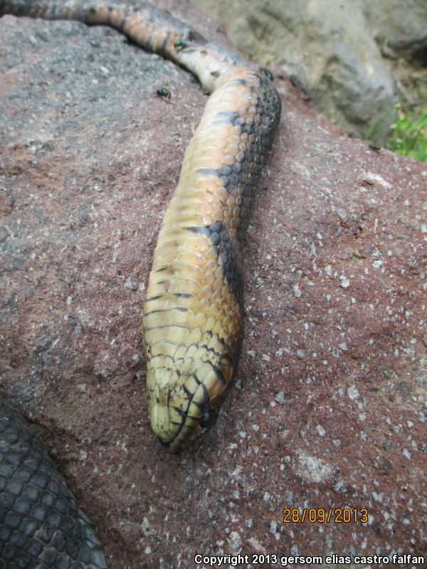 Mexican West Coast Cribo (Drymarchon melanurus rubidus)