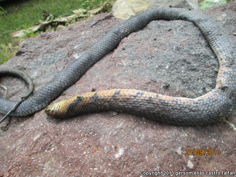 Mexican West Coast Cribo (Drymarchon melanurus rubidus)