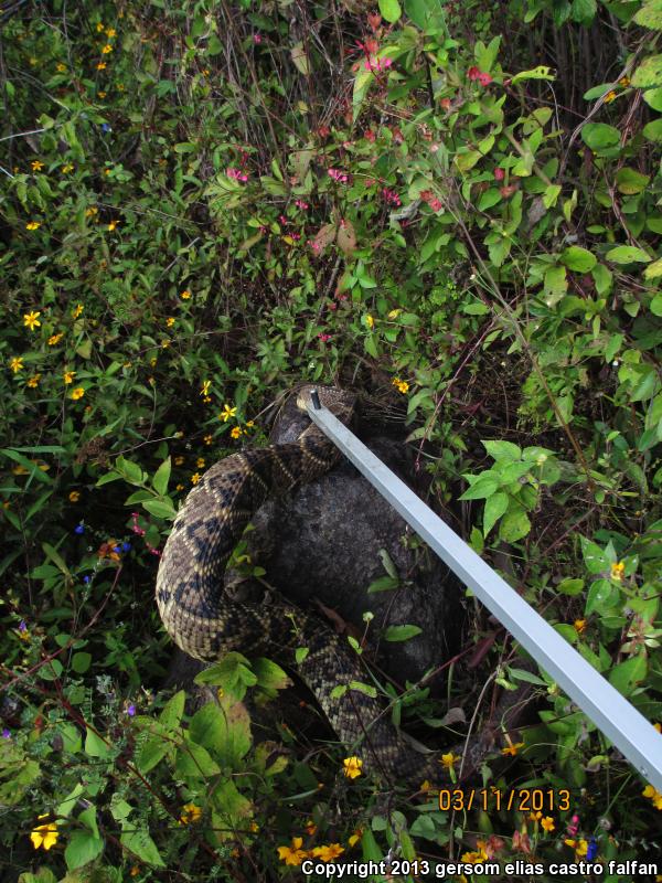 Northwestern Middle American Rattlesnake (Crotalus simus culminatus)