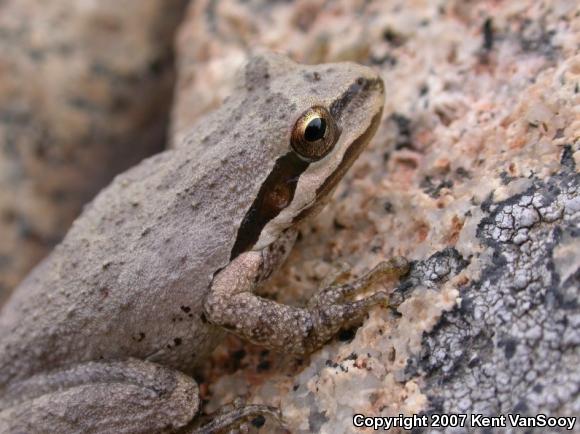 Baja California Treefrog (Pseudacris hypochondriaca)