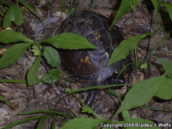 Eastern Box Turtle (Terrapene carolina carolina)