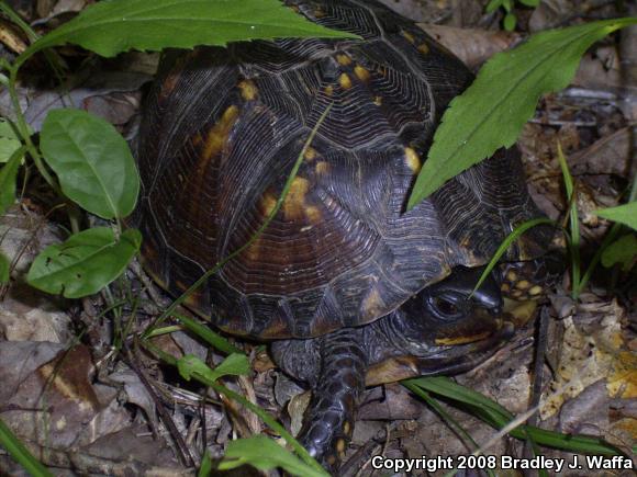 Eastern Box Turtle (Terrapene carolina carolina)