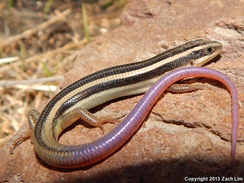 Variegated Skink (Plestiodon gilberti cancellosus)