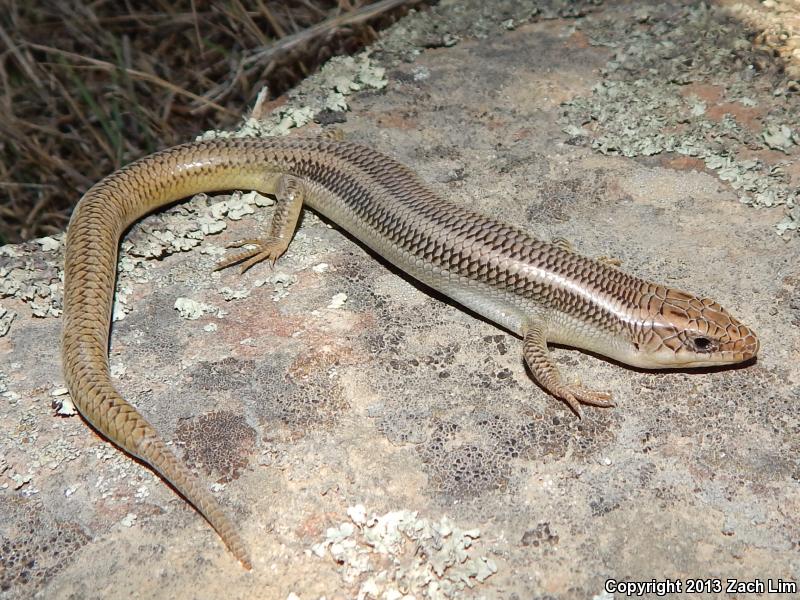 Variegated Skink (Plestiodon gilberti cancellosus)