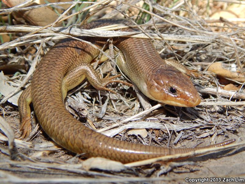 Variegated Skink (Plestiodon gilberti cancellosus)