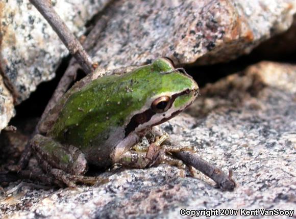 Baja California Treefrog (Pseudacris hypochondriaca)