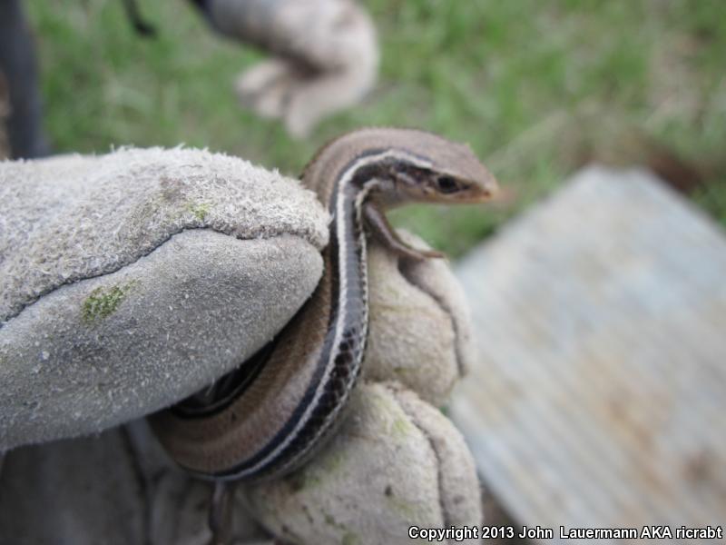 Northern Prairie Skink (Plestiodon septentrionalis septentrionalis)