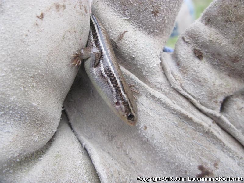 Northern Prairie Skink (Plestiodon septentrionalis septentrionalis)