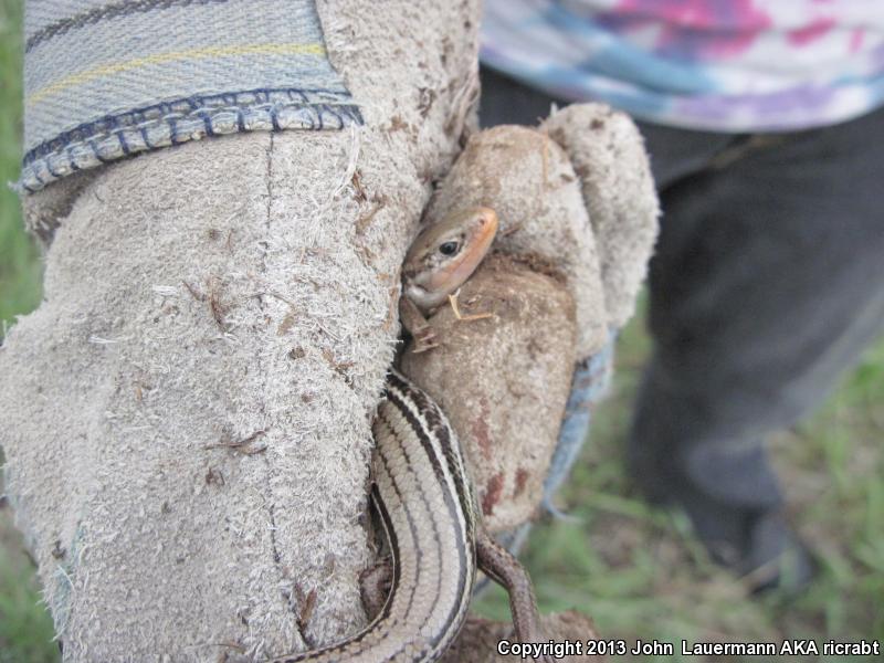 Northern Prairie Skink (Plestiodon septentrionalis septentrionalis)