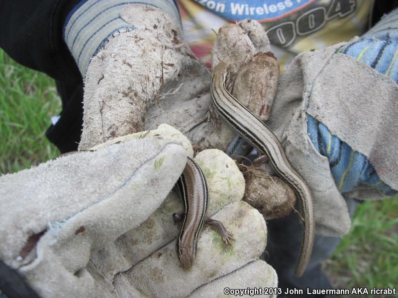 Northern Prairie Skink (Plestiodon septentrionalis septentrionalis)