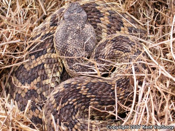 Southern Pacific Rattlesnake (Crotalus oreganus helleri)